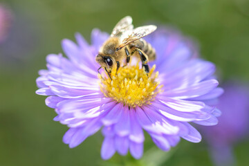 Bee - Apis mellifera - pollinates Michaelmas daisy - Aster novi-belgii