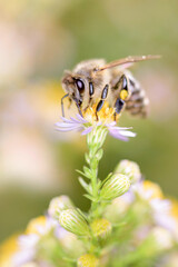 Bee - Apis mellifera - pollinates a white heath aster - Symphyotrichum ericoides