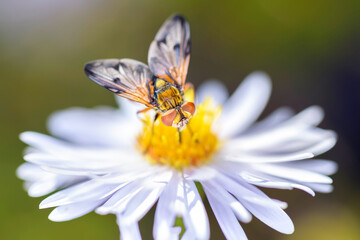 Phasia aurigera with Michaelmas daisy - Aster novi-belgii