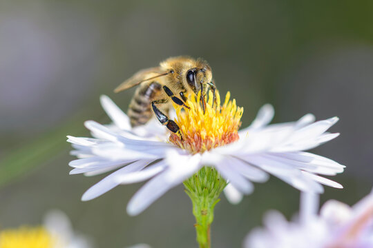 Bee - Apis mellifera - pollinates Michaelmas daisy - Aster novi-belgii