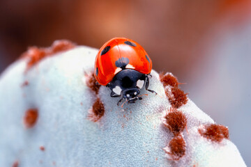 Extreme macro shots, Beautiful ladybug on flower leaf defocused background.