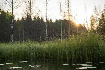 Beautiful morning landscape. Calm lake, green plants, in the background of the forest at sunrise. 