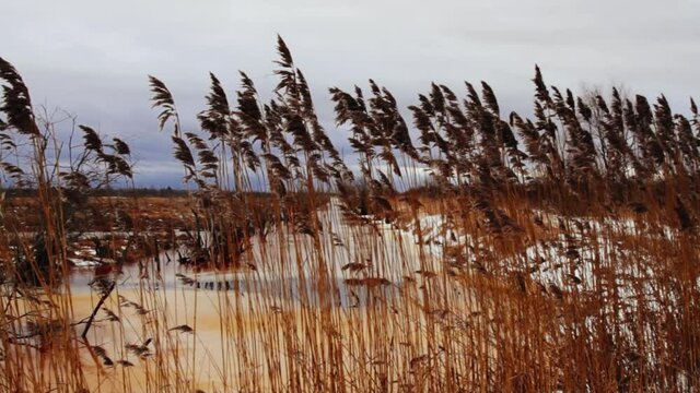 Acid landscape. Rusty swamp in winter, rotten ice, reeds, thermal ice-holes, dead trees. Picture of an industrial sump, holding channel and pond