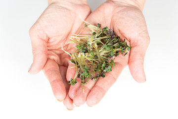 White mustard microgreen sprouts lie on women's palms.