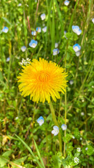 one yellow dandelion and small blue flowers, green plant background
