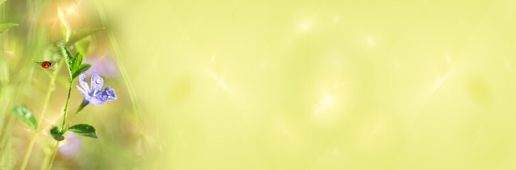 Wide-screen defocused background with a periwinkle flower and a ladybug. Art design, banner © GalinaB
