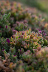 Macro Picture of Delosperma cooperi or hardy ice plant, pink carpet.With the production of a great...