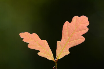 Young leaves of an oak (Quercus pedunculata) on a dark background