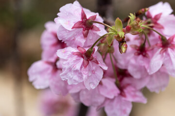桜の花　春のイメージ