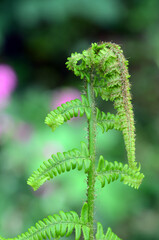Naklejka premium Young fern leaves growing in a forest