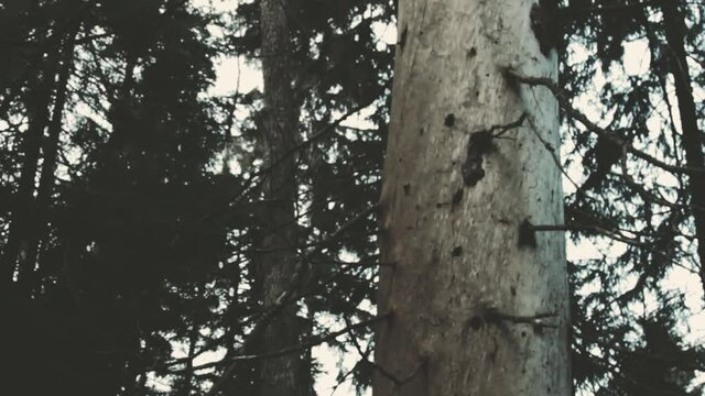 Winter in the boreal forest and centennial spruce, the tree died (withered). Forestry management