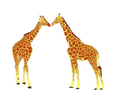 Couple of Giraffes in love vector illustration isolated on white background. African animal. Tallest animal. Safari trip attraction. Big five. Giraffe kissing before mating. 
