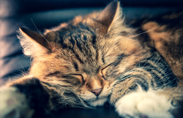 Young Siberian cat sleeping on office chair during remote work.