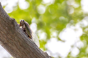 木にとまるセミ　夏のイメージ