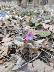 flowers in the forest