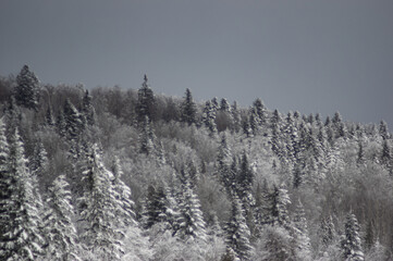 Scenic view of pine trees covered with snow