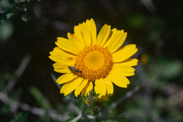Wild yellow daisies with bees in the Sierra Blanca mountain