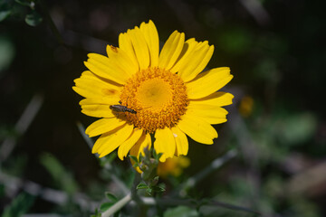 Wild yellow daisies with bees in the Sierra Blanca mountain