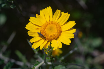 Wild yellow daisies with bees in the Sierra Blanca mountain