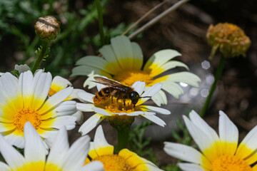 Wild yellow daisies with bees in the Sierra Blanca mountain