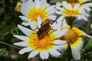 Wild yellow daisies with bees in the Sierra Blanca mountain