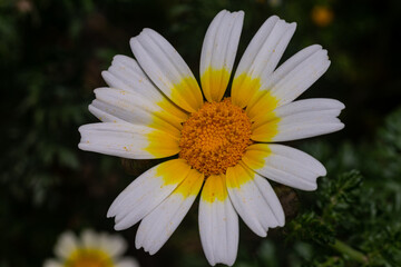 Wild yellow daisies with bees in the Sierra Blanca mountain