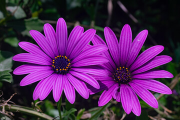 Obraz premium Wild violet daisies in the Sierra Blanca mountain