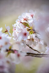 桜の花　春のイメージ