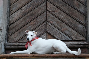 Obraz na płótnie Canvas A mongrel white dog with a neckerchief lies near the door of an old house