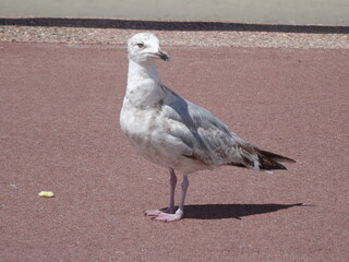 Goeland Mouette