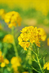 春のお花畑で見つけた花