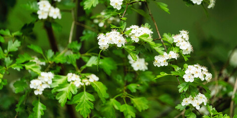 Arbrisseau: Aubépine dans les bois