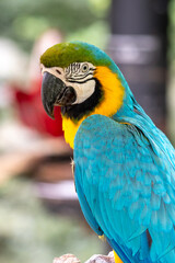 ルリコンゴウインコのポートレート