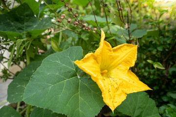 Beautiful blossom yellow winter melon flower.