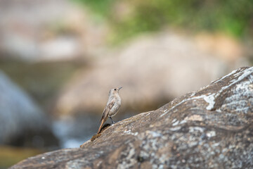 Redstart isolated on a rock blur background
