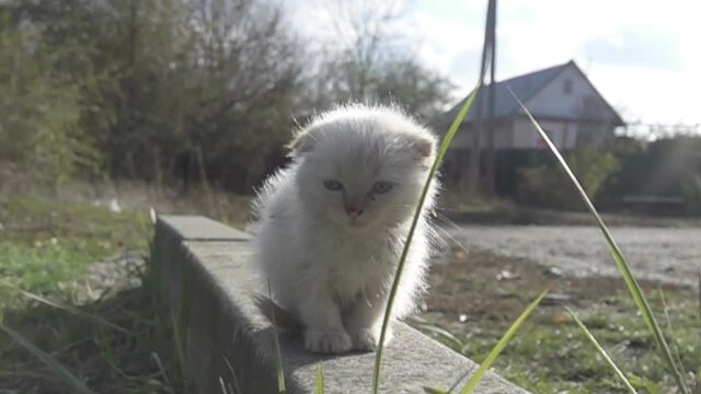 Rustic white kitten from a semi-wild cat. Super slow motion 1000 fps.