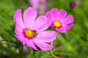 Fototapeta premium コスモスの花 秋のイメージ