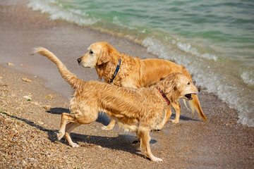 Two golden retriever dogs on the beach
