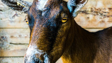 Ziege schaut mit markanten Augen in Kamera