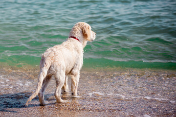 Golden Retriever dog on the beach