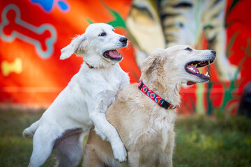 Two Golden Retriever dogs play together in the park.