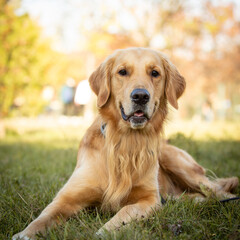 A beautiful Golden Retriever dog poses on the nature.