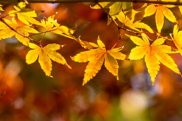 紅葉　秋のイメージ