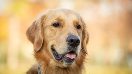 A beautiful Golden Retriever dog poses on the nature.