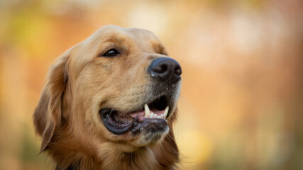 A beautiful Golden Retriever dog poses on the nature.