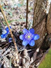 spring flowers