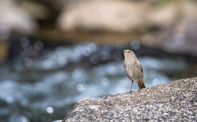 Redstart isolated on a rock blur background
