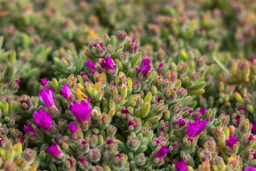 Obraz premium Macro Picture of Delosperma cooperi or hardy ice plant, pink carpet.With the production of a great quantity of vermillion, magenta or pink flowers that often covers the entire site