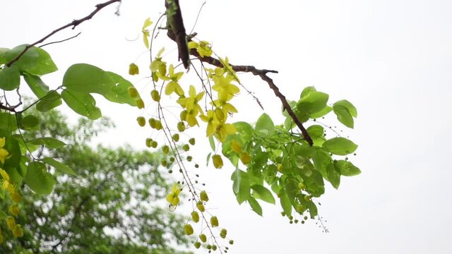Cassia fistula known as the golden rain tree yellow flowers is swaying in the wind. Yellow flower in isolated white background. Slow-motion video.