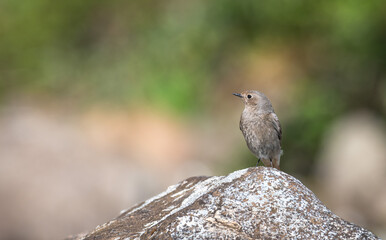 Redstart isolated on a rock blur background
